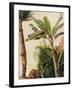 Banana Tree, C.1865-Frederic Edwin Church-Framed Giclee Print