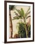 Banana Tree, C.1865-Frederic Edwin Church-Framed Giclee Print