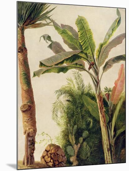 Banana Tree, C.1865-Frederic Edwin Church-Mounted Giclee Print