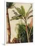 Banana Tree, C.1865-Frederic Edwin Church-Framed Giclee Print