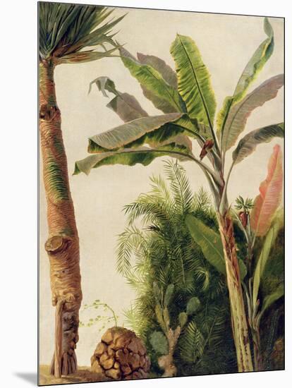 Banana Tree, C.1865-Frederic Edwin Church-Mounted Giclee Print
