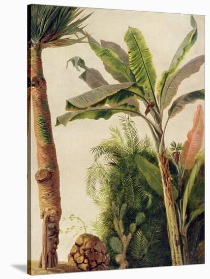 Banana Tree, C.1865-Frederic Edwin Church-Stretched Canvas