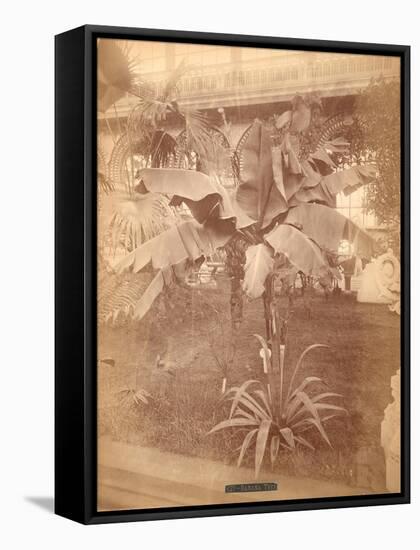 Banana Tree, Pennsylvania Centennial Exhibition, 1876-null-Framed Stretched Canvas