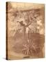 Banana Tree, Pennsylvania Centennial Exhibition, 1876-null-Stretched Canvas