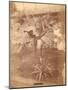 Banana Tree, Pennsylvania Centennial Exhibition, 1876-null-Mounted Giclee Print