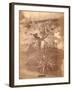 Banana Tree, Pennsylvania Centennial Exhibition, 1876-null-Framed Giclee Print