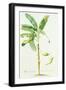 Banana Tree-Georg Dionysius Ehret-Framed Giclee Print