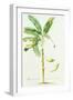 Banana Tree-Georg Dionysius Ehret-Framed Giclee Print