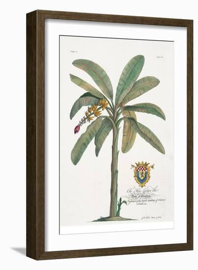 Banana Tree-Porter Design-Framed Giclee Print