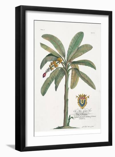 Banana Tree-Porter Design-Framed Giclee Print