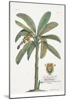 Banana Tree-Porter Design-Mounted Giclee Print