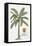 Banana Tree-Porter Design-Framed Stretched Canvas