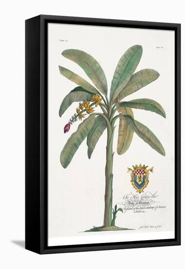 Banana Tree-Porter Design-Framed Stretched Canvas