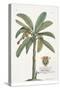 Banana Tree-Porter Design-Stretched Canvas