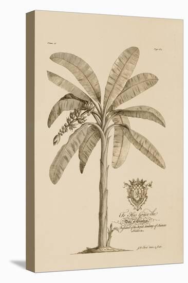 Banana Tree-Porter Design-Stretched Canvas