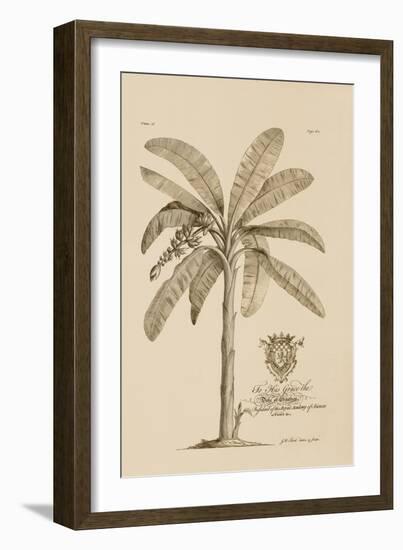 Banana Tree-Porter Design-Framed Giclee Print