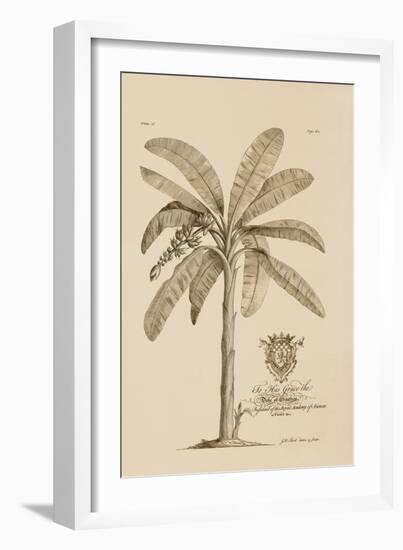 Banana Tree-Porter Design-Framed Giclee Print