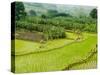 Banana Trees and Rice Paddies, Honghe, Yunnan Province, China-Charles Crust-Stretched Canvas