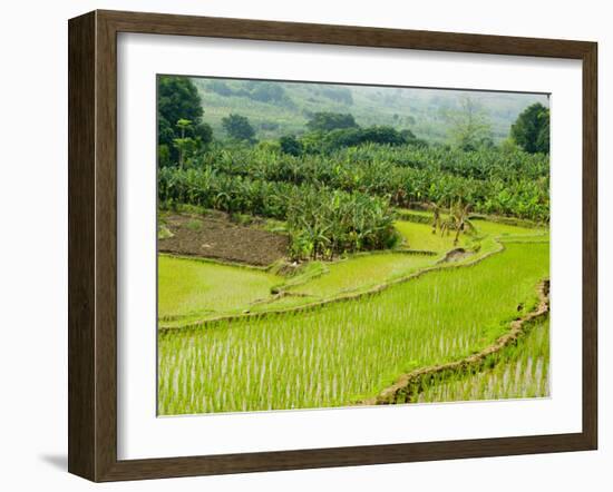 Banana Trees and Rice Paddies, Honghe, Yunnan Province, China-Charles Crust-Framed Photographic Print