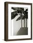 Banana Trees-George Cannon-Framed Photographic Print