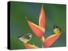 Bananaquit Two Adults on Heliconia Plant, Costa Rica-Rolf Nussbaumer-Stretched Canvas