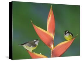 Bananaquit Two Adults on Heliconia Plant, Costa Rica-Rolf Nussbaumer-Stretched Canvas