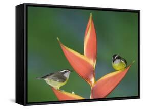 Bananaquit Two Adults on Heliconia Plant, Costa Rica-Rolf Nussbaumer-Framed Stretched Canvas