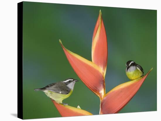 Bananaquit Two Adults on Heliconia Plant, Costa Rica-Rolf Nussbaumer-Stretched Canvas