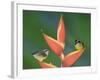 Bananaquit Two Adults on Heliconia Plant, Costa Rica-Rolf Nussbaumer-Framed Photographic Print