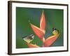 Bananaquit Two Adults on Heliconia Plant, Costa Rica-Rolf Nussbaumer-Framed Photographic Print