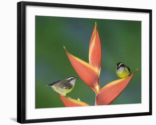 Bananaquit Two Adults on Heliconia Plant, Costa Rica-Rolf Nussbaumer-Framed Photographic Print