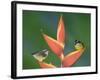 Bananaquit Two Adults on Heliconia Plant, Costa Rica-Rolf Nussbaumer-Framed Photographic Print