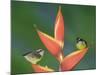 Bananaquit Two Adults on Heliconia Plant, Costa Rica-Rolf Nussbaumer-Mounted Photographic Print