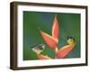 Bananaquit Two Adults on Heliconia Plant, Costa Rica-Rolf Nussbaumer-Framed Photographic Print