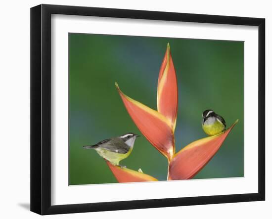 Bananaquit Two Adults on Heliconia Plant, Costa Rica-Rolf Nussbaumer-Framed Photographic Print