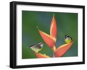 Bananaquit Two Adults on Heliconia Plant, Costa Rica-Rolf Nussbaumer-Framed Photographic Print