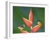 Bananaquit Two Adults on Heliconia Plant, Costa Rica-Rolf Nussbaumer-Framed Photographic Print