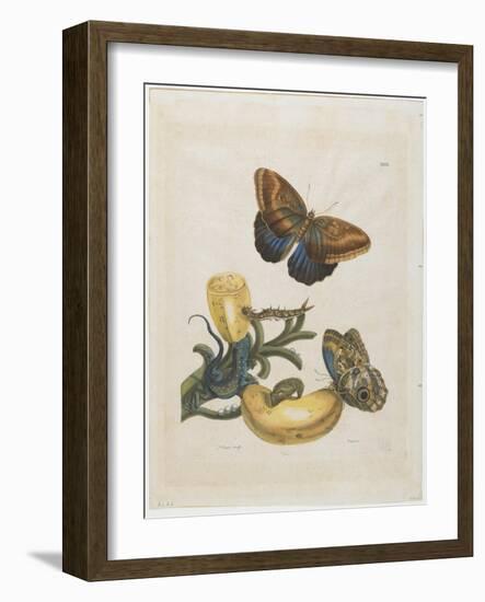 Bananas and Blue Lizard, 1705-1771-Maria Sibylla Graff Merian-Framed Giclee Print