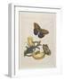 Bananas and Blue Lizard, 1705-1771-Maria Sibylla Graff Merian-Framed Giclee Print