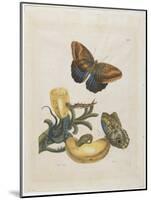 Bananas and Blue Lizard, 1705-1771-Maria Sibylla Graff Merian-Mounted Giclee Print