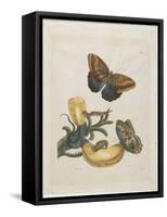 Bananas and Blue Lizard, 1705-1771-Maria Sibylla Graff Merian-Framed Stretched Canvas