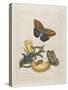 Bananas and Blue Lizard, 1705-1771-Maria Sibylla Graff Merian-Stretched Canvas