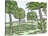 Bananas and Other Fruit Trees of Hispaniola, from a Sketch Published in 1572-null-Stretched Canvas