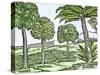 Bananas and Other Fruit Trees of Hispaniola, from a Sketch Published in 1572-null-Stretched Canvas
