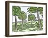 Bananas and Other Fruit Trees of Hispaniola, from a Sketch Published in 1572-null-Framed Giclee Print