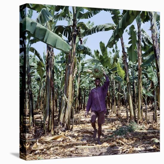 Bananas are Grown Everywhere in Uganda-Nigel Pavitt-Stretched Canvas