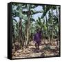 Bananas are Grown Everywhere in Uganda-Nigel Pavitt-Framed Stretched Canvas