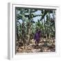 Bananas are Grown Everywhere in Uganda-Nigel Pavitt-Framed Premium Photographic Print