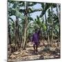 Bananas are Grown Everywhere in Uganda-Nigel Pavitt-Mounted Premium Photographic Print