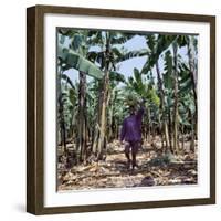 Bananas are Grown Everywhere in Uganda-Nigel Pavitt-Framed Photographic Print